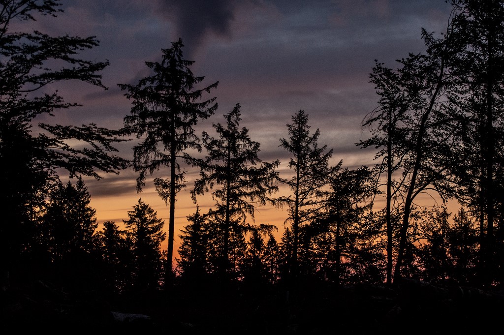 Silouhettes forestières au coucher du soleil