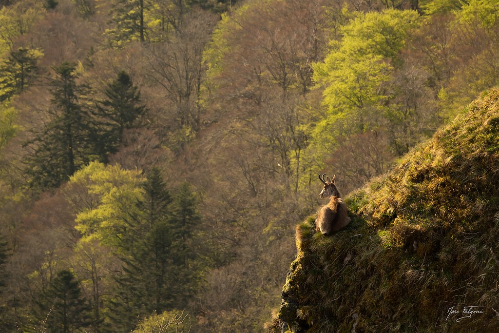 un chamois se réchauffe au soleil sur les Crêtes des Vosges